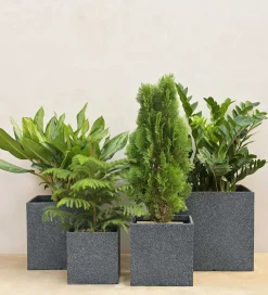 Qubec Planter