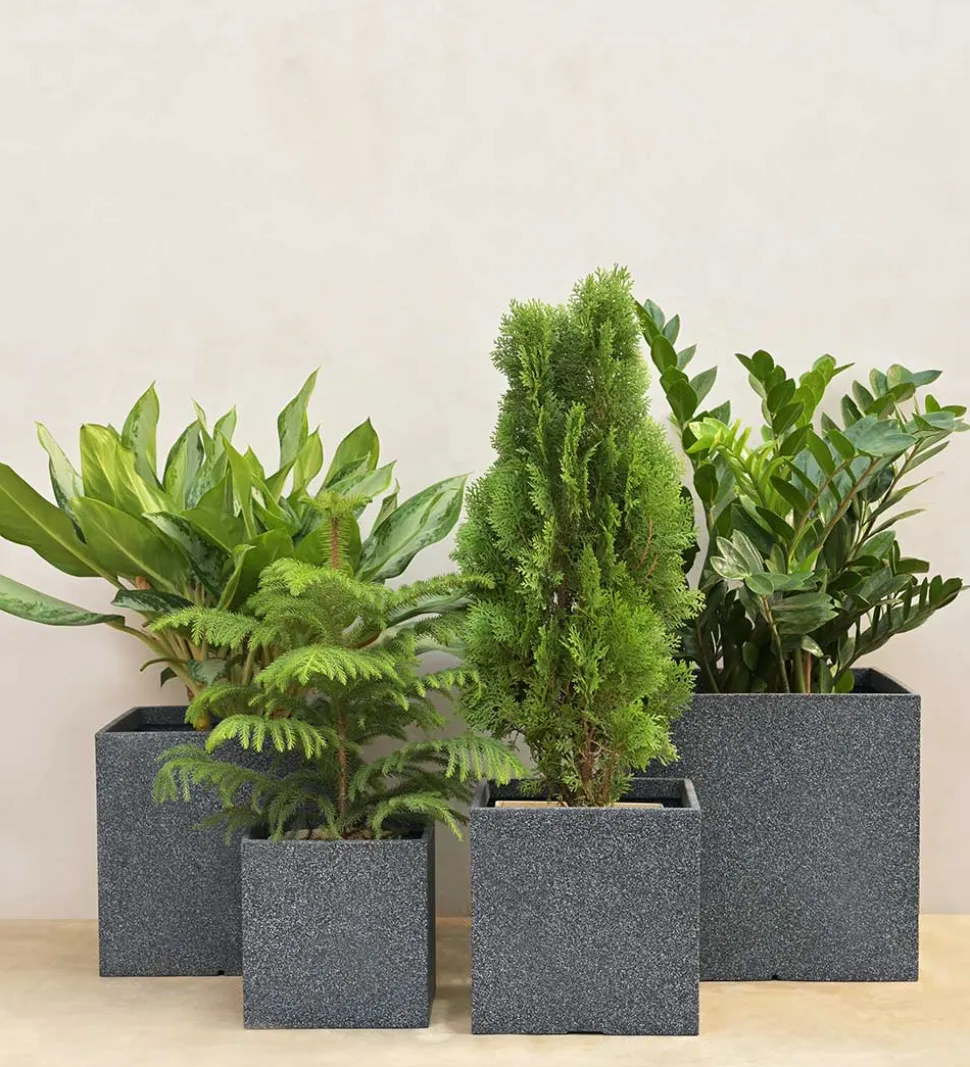 Qubec Planter