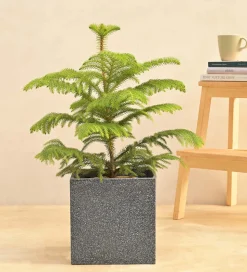 Qubec Planter
