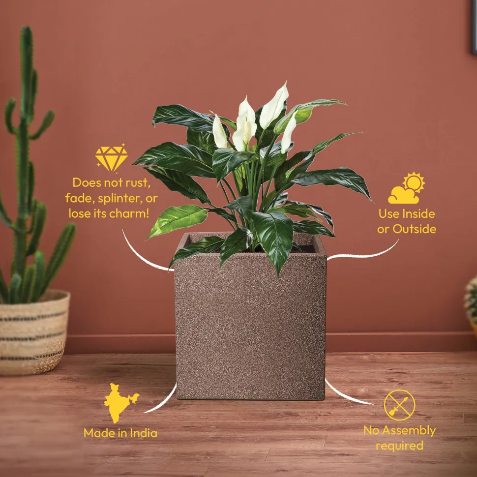 Qubec Planter