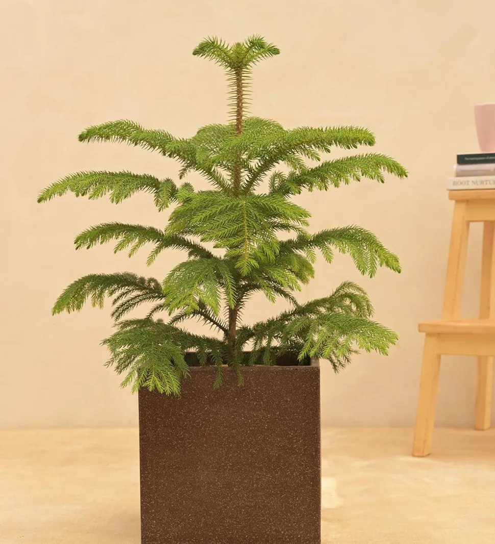 Qubec Planter