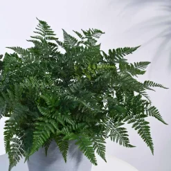 Rabbit's Foot Fern Plant