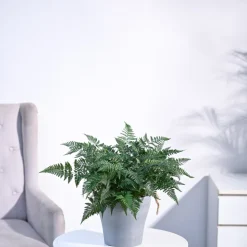 Rabbit's Foot Fern Plant