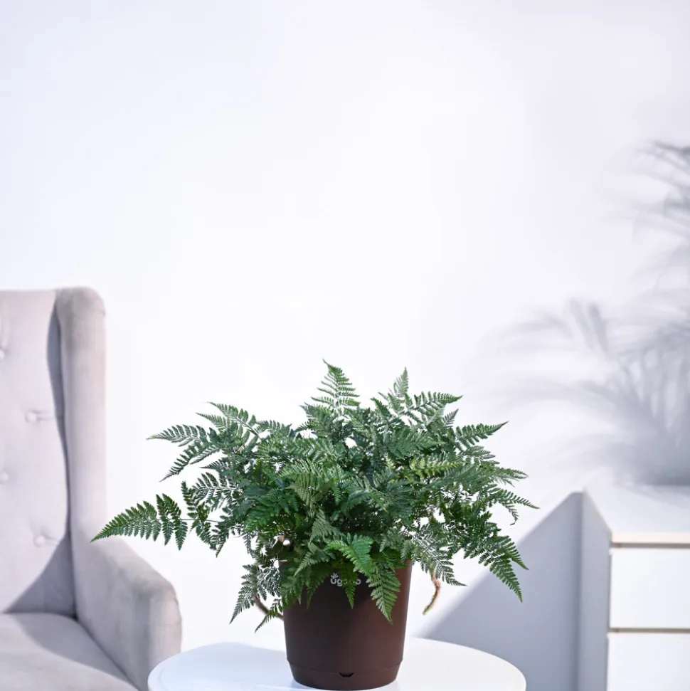 Rabbit's Foot Fern Plant