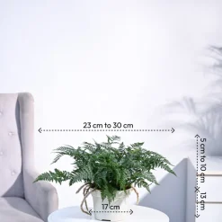 Rabbit's Foot Fern Plant