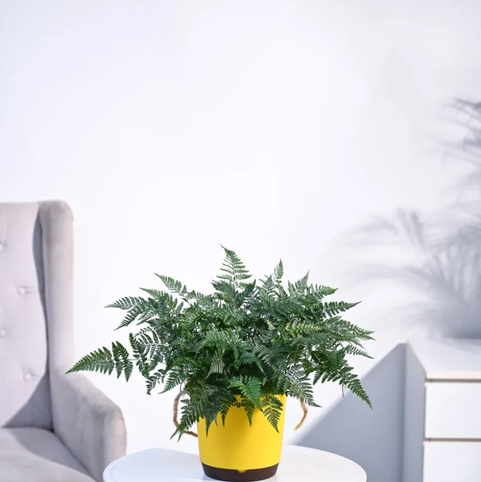 Rabbit's Foot Fern Plant