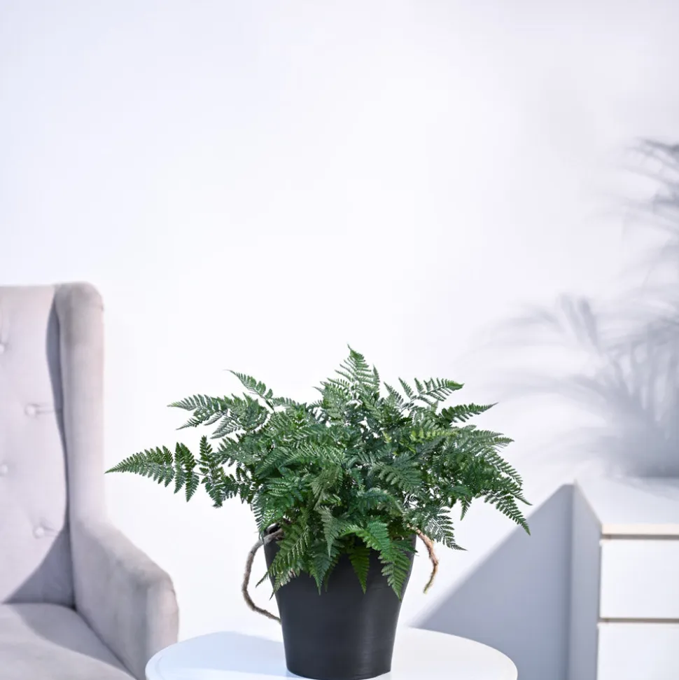 Rabbit's Foot Fern Plant
