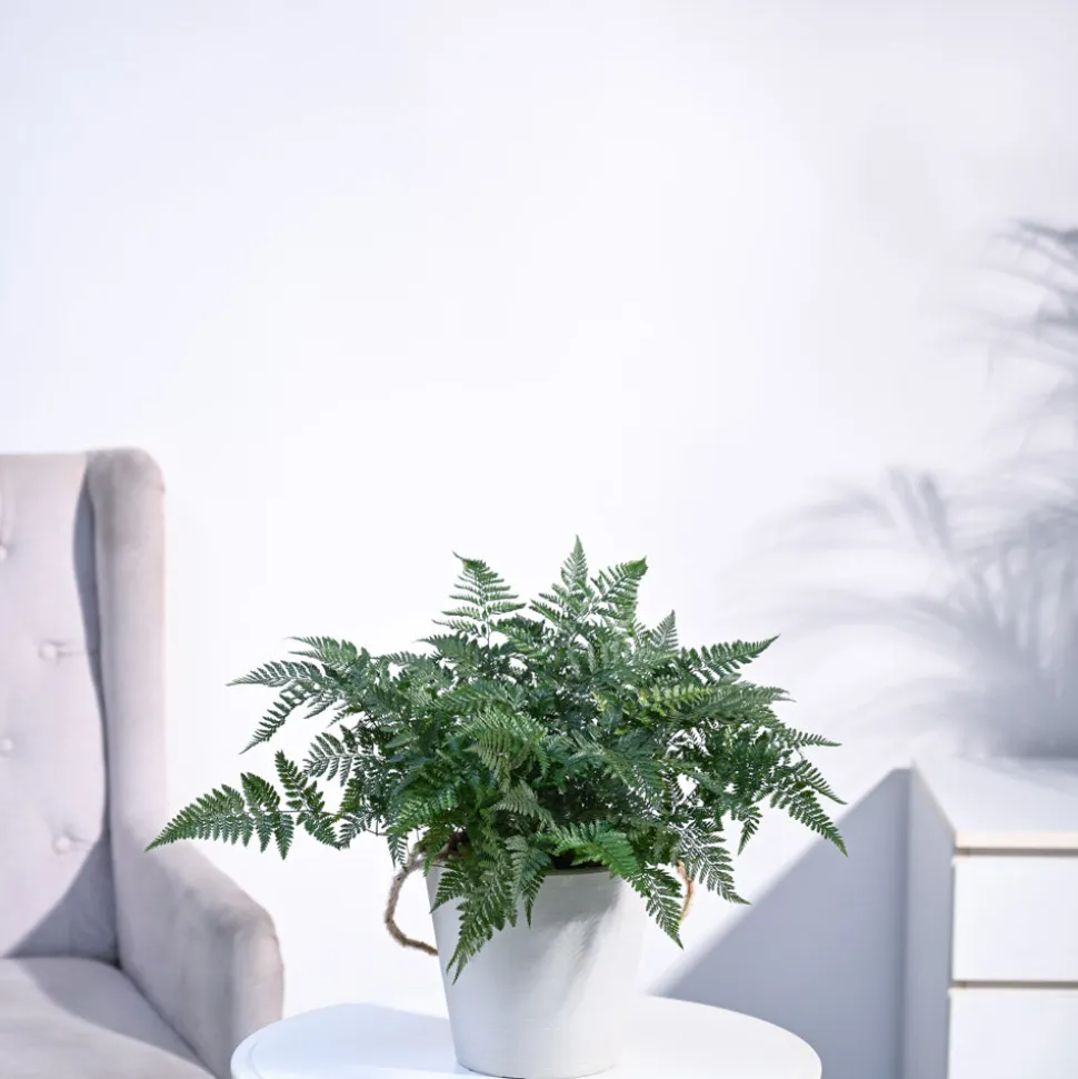 Rabbit's Foot Fern Plant