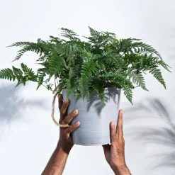 Rabbit's Foot Fern Plant