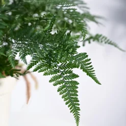 Rabbit's Foot Fern Plant