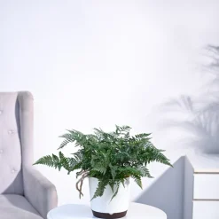 Rabbit's Foot Fern Plant