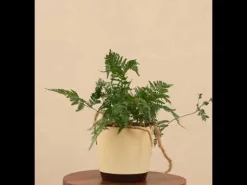 Rabbit's Foot Fern Plant