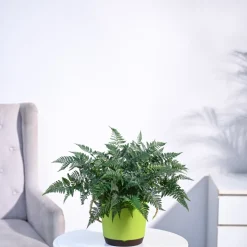 Rabbit's Foot Fern Plant