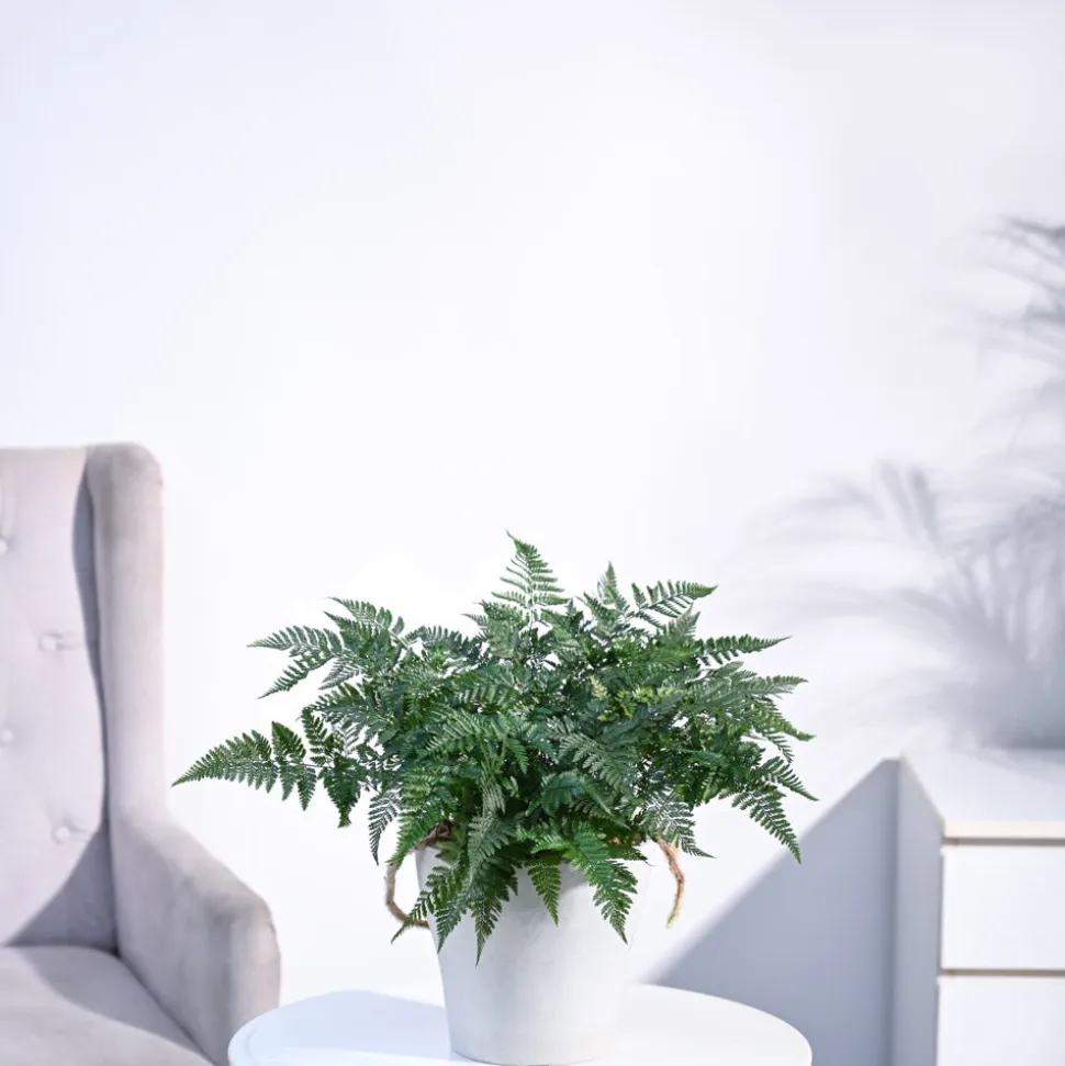 Rabbit's Foot Fern Plant