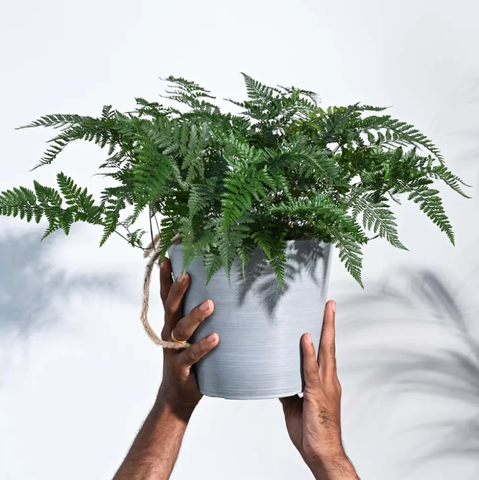 Rabbit's Foot Fern Plant