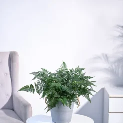 Rabbit's Foot Fern Plant