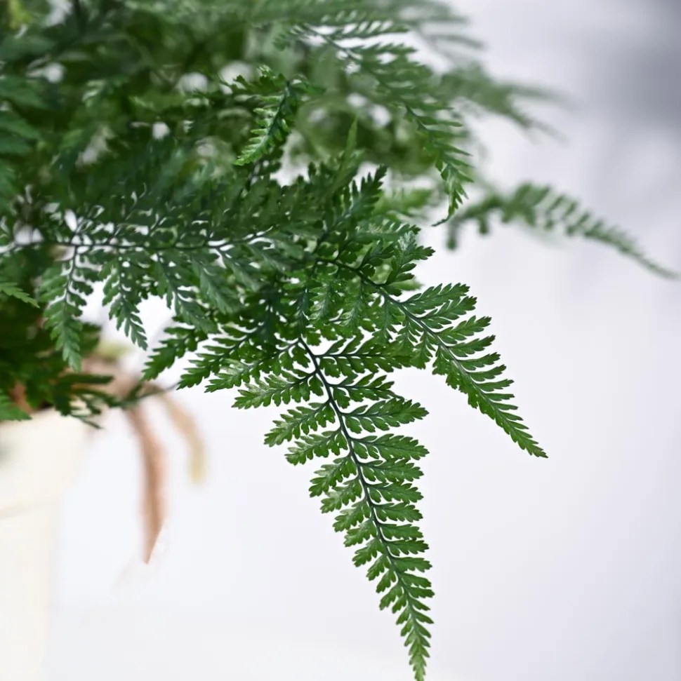 Rabbit's Foot Fern Plant