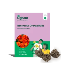 Ranunculus Orange Bulbs