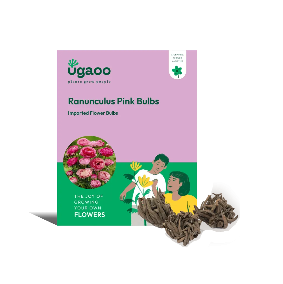Ranunculus Pink Bulbs