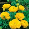 Ranunculus Yellow Bulbs