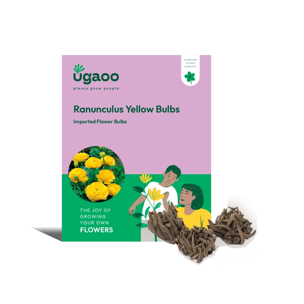 Ranunculus Yellow Bulbs