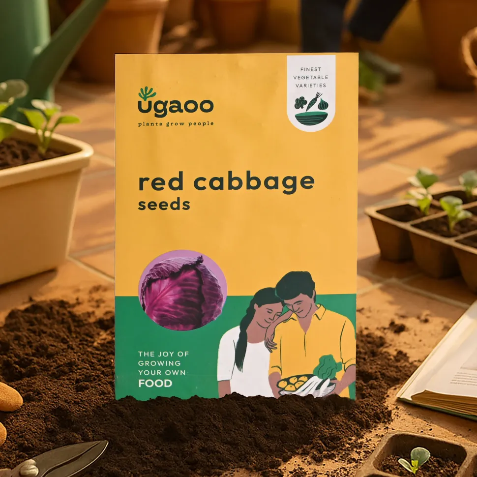 Red Cabbage Seeds