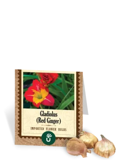 Red Ginger Gladiolus Bulbs