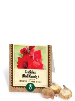 Red Majesty Gladiolus Bulbs