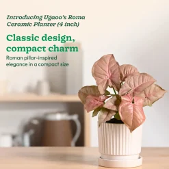 Roma Ceramic Pot