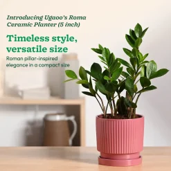 Roma Ceramic Pot