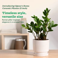 Roma Ceramic Pot