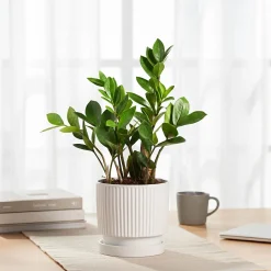 Roma Ceramic Pot