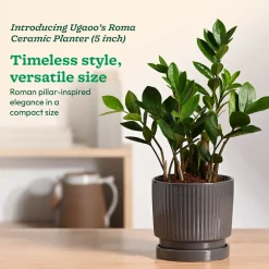 Roma Ceramic Pot