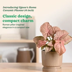 Roma Ceramic Pot