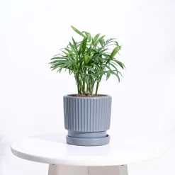 Roma Ceramic Pot