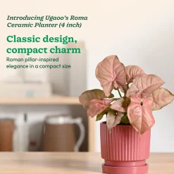 Roma Ceramic Pot