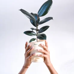 Rubber Plant