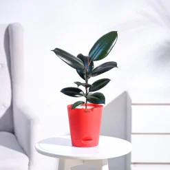 Rubber Plant