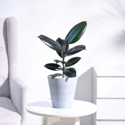 Rubber Plant