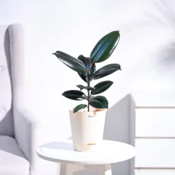 Rubber Plant