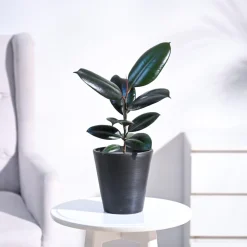 Rubber Plant