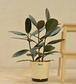 Rubber Plant