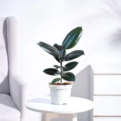 Rubber Plant