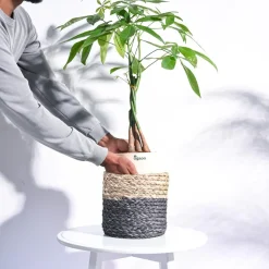 Sabai Grass Planter