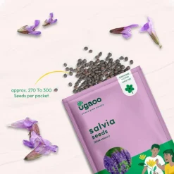 Salvia Blue Seeds