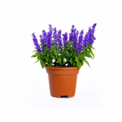 Salvia Blue Seeds