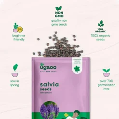 Salvia Blue Seeds