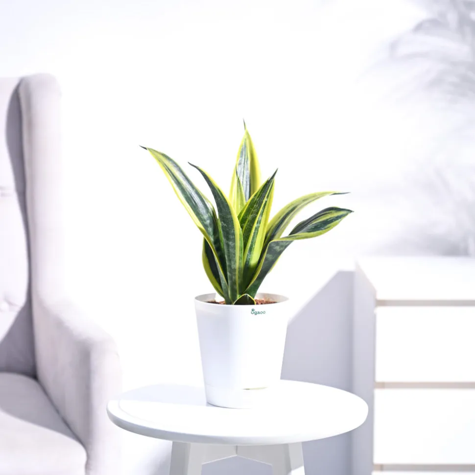 Sansevieria Gold Flame Snake Plant