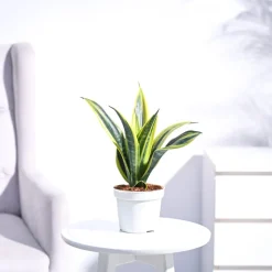 Sansevieria Gold Flame Snake Plant
