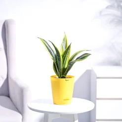 Sansevieria Gold Flame Snake Plant